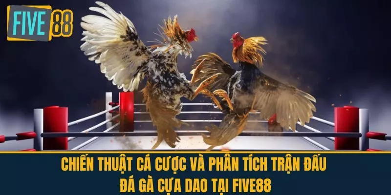  Chiến thuật cá cược và phân tích trận đấu đá gà cựa dao tại FIVE88