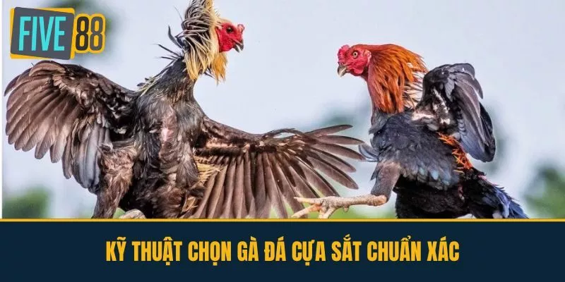 Kỹ Thuật Chọn Gà Đá Cựa Sắt Chuẩn Xác