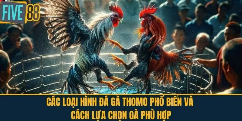 Nguồn gốc và ý nghĩa của đá gà thomo trong văn hóa Việt Nam