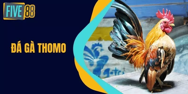 Đá Gà Thomo - Bí Quyết Vua Chọi Gà Đẳng Cấp Tại FIVE88