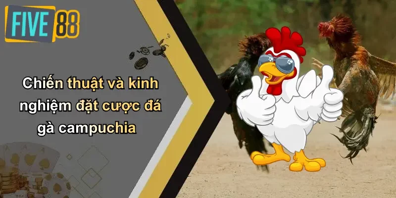 Chiến thuật và kinh nghiệm đặt cược đá gà campuchia