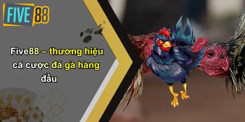 Five88 – thương hiệu cá cược đá gà hàng đầu