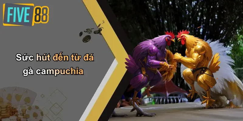 Sức hút đến từ đá gà campuchia